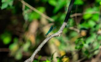 Blue Dragonfly on a Sunlit Branch in the Forest photo