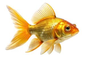 Golden ornamental fish isolated on white background photo