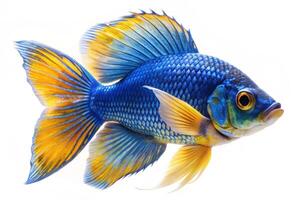 Blue ornamental fish isolated on white background photo