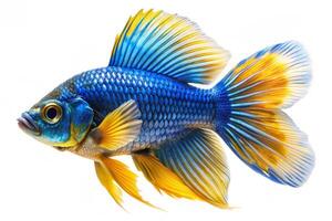 Blue ornamental fish isolated on white background photo