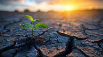 Tiny plant thrives in parched soil, symbolizing optimism and strength amidst environmental challenges photo