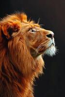 Majestic lion looking up with hope and pride photo