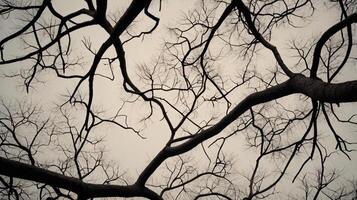 The silhouette of a tree without leaves on the background of a light sky with clouds photo
