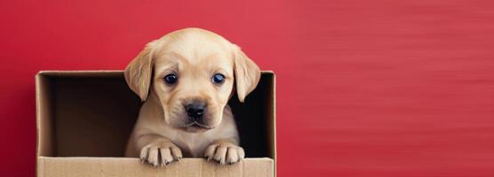 Cute Puppy Inside Cardboard Box Against Red Background photo