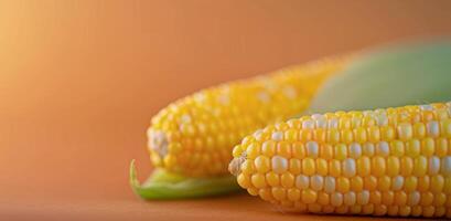 Freshly Harvested Corn Ears on Vibrant Orange Background photo