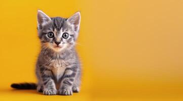 Playful Gray Tabby Kitten Sitting Against a Bright Yellow Background photo
