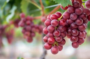 Fresh Red Grapes Hanging on Vines in a Vineyard Under Clear Skies photo