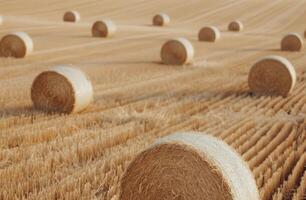 Hay Bales Resting in Golden Field at Sunset photo
