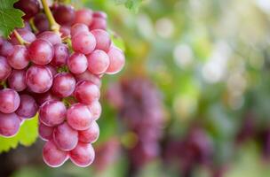Fresh Red Grapes Hanging on Vines in a Vineyard Under Clear Skies photo