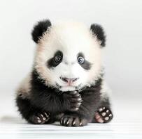 Adorable Baby Panda Sitting on Soft Fur Rug in Calm Indoor Setting photo