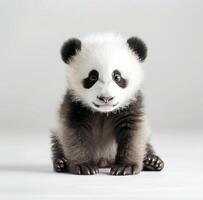 Adorable Baby Panda Sitting on Soft Fur Rug in Calm Indoor Setting photo