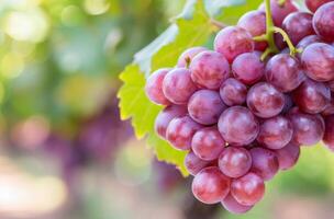 Fresh Red Grapes Hanging on Vines in a Vineyard Under Clear Skies photo