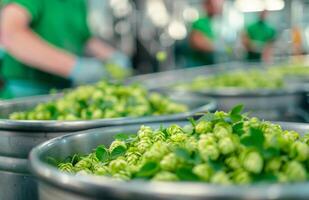 Fresh Hop Harvesting in a Brewery During the Morning photo