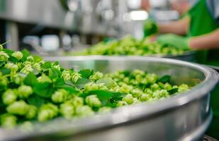 Fresh Hop Harvesting in a Brewery During the Morning photo