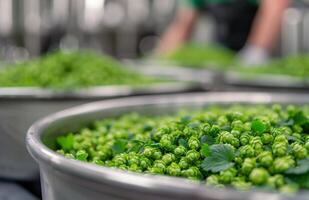 Fresh Hop Harvesting in a Brewery During the Morning photo