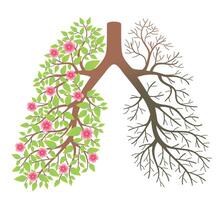 Lungs. Effect after smoking and disease vector