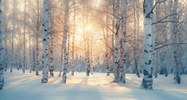 Winter Sunrise in Birch Forest With Snow-Covered Ground photo