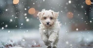 Playful Puppy Running Through Snow With Sparkling Lights in Winter Wonderland photo
