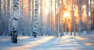 Winter Sunrise in Birch Forest With Snow-Covered Ground photo