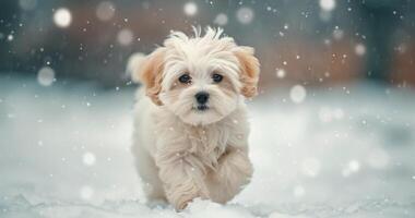 Playful Puppy Running Through Snow With Sparkling Lights in Winter Wonderland photo