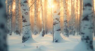 Winter Sunrise in Birch Forest With Snow-Covered Ground photo