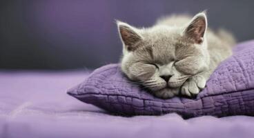 Sleeping Gray Cat Nestled on Purple Bedding in a Cozy Room photo