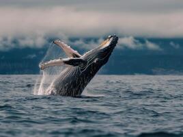 Humpback Whale Breaching in Ocean Near Rocky Coastline on Sunny Day photo