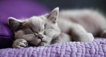 Sleeping Gray Cat Nestled on Purple Bedding in a Cozy Room photo