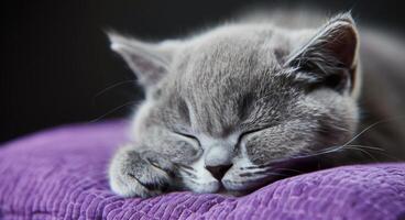 Sleeping Gray Cat Nestled on Purple Bedding in a Cozy Room photo