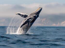 Humpback Whale Breaching in Ocean Near Rocky Coastline on Sunny Day photo