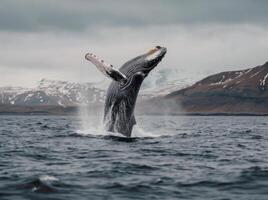 Humpback Whale Breaching in Ocean Near Rocky Coastline on Sunny Day photo
