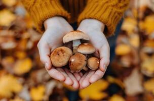 Person Holding Assorted Edible Mushrooms in Autumn Forest photo