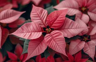 Vibrant Red Leaves Glistening Under Soft Light in a Serene Natural Setting photo