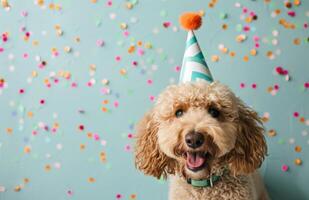 Dog Wearing Party Hat With Confetti photo