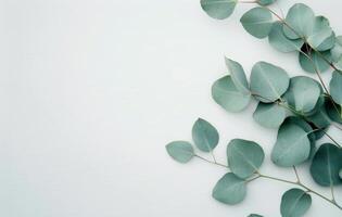 Eucalyptus Leaves on White Background photo