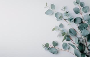 Eucalyptus Leaves on White Background photo