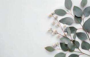 Eucalyptus Leaves on White Background photo