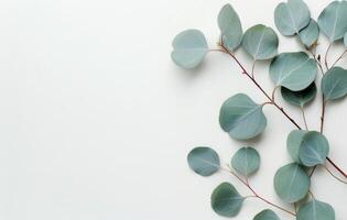 Eucalyptus Leaves on White Background photo