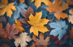Autumn Leaves on the Forest Floor photo