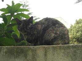 Cat Staring Intently and sitting on wall - Animal - Stock Photo