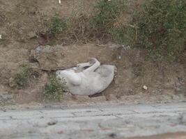 Adorable Sleeping Dog - Restful Canine Nap - Serene Sleep Dog at Rest - Peaceful Sleeping Dog photo