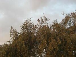 Autumn silver birch tree - Stock Image photo