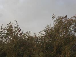 Autumn birch tree - Stock Images photo