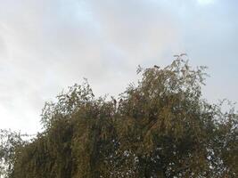 Autumn silver birch tree - Stock Image photo