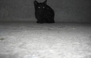 Black Fluffy Cat Staring Intently - Animal photo