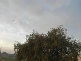 Autumn silver birch tree - Stock Image photo