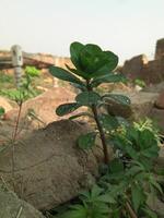 Wild Sun Spurge Plant Euphorbia helioscopia - Stock Photo