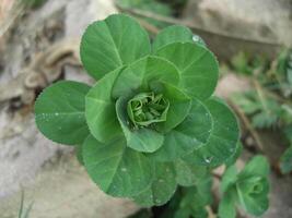 Nature's Marvel Euphorbia helioscopia - Stock Photo
