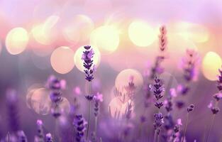 Lavender Field At Sunset photo
