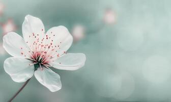 White Blossom Branch photo